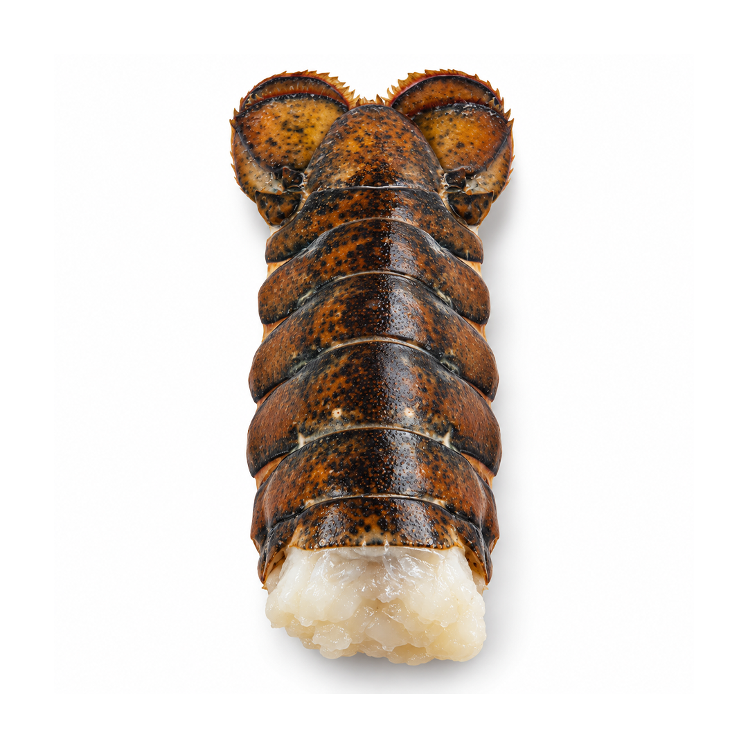 Boston Lobster Tail in Shell