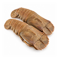 Slipper Lobster